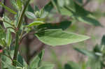 Standley's goosefoot